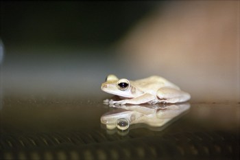 703_Tree_Frog_and_its_Reflectiona