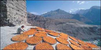 Apricots drying in baskets in Hunza