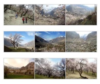 Spring blossom in Hunza