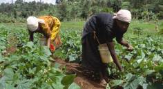 Frigoken Limited: How Small Bean Farmers in Kenya Now Export to Europe