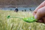 Crop Diversity in Pamirs | Saudi Aramco World