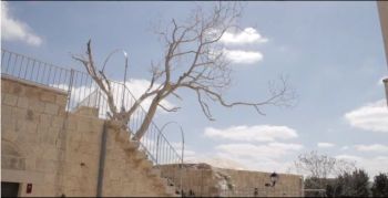 Revitalisation of Birzeit Historic Centre - Location: Birzeit, Palestine (West Asia) - Architect: Riwaq - Centre for Architectural Conservation, Ramallah, Palestine