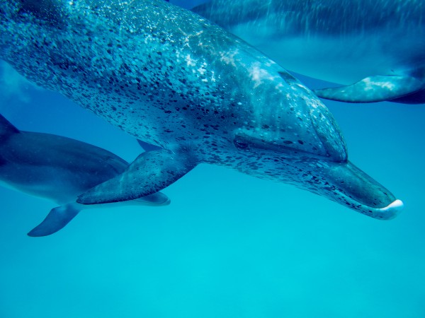 Atlantic dolphins Caribbean off Bimini Island Bahamas Photo Hussain Aga Khan
