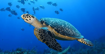 Marine conservation and coastal livelihoods