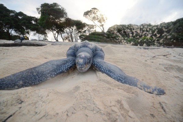 National Geographic features Prince Hussain Aga Khan's Sea Turtle images
