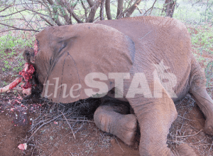 Alex Awiti: Stop This Massacre Of Elephants, Rhino