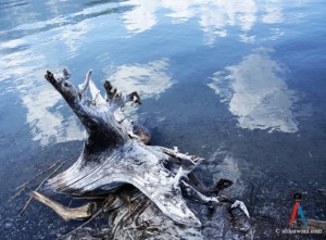 Dr. Noorali Bharwani: Synthetic Hallucinating Designer Drugs are Not Synthetic Marijuana