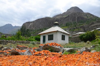 Minapin Hunza: Home of the best and delicious apricot