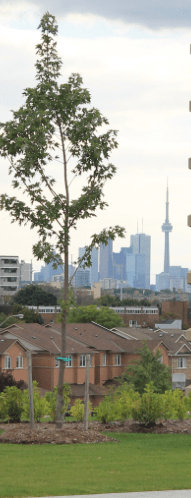 CN Tower in Toronto viewed from the garden of the Aga Khan Park which unifies the spaces of the Aga Khan Museum and Ismaili Centre, Toronto (Image: Ismailimail/AM)