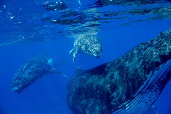 Hussain Aga Khan: 7 Photos of Diving Among Humpbacks in Tonga | National Geographic