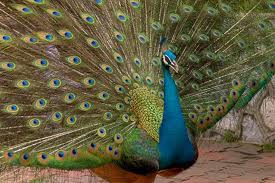 National Bird of India - Peacock