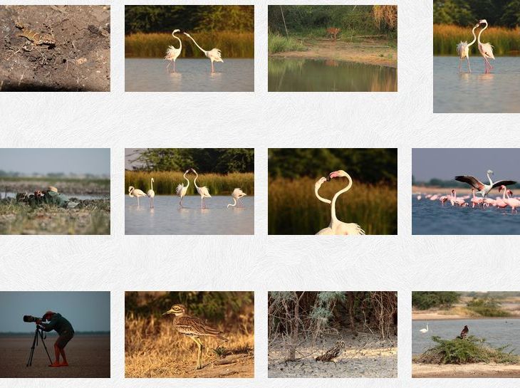 Samir Madhani: Wildlife Photographer