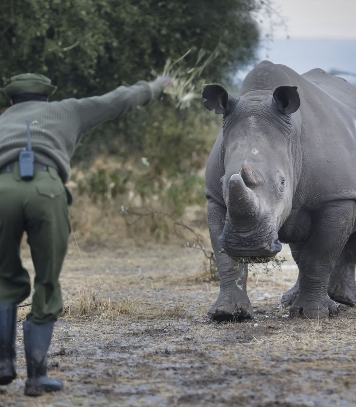 Rhino caretaker Mohammed Doyo gestures to a southern white rhino at Ol Pejeta Conservancy near Nanyuki, some 200km north of the capital Nairobi, Kenya, 18 February 2015. (image credit: New Europe)