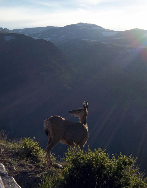 Mountain Deer Photo by Rasheed Hooda | National Geographic
