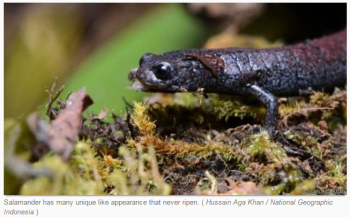 Salamander has many unique like appearance that never ripen. ( Hussain Aga Khan / National Geographic Indonesia )