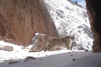 University of Central Asia’s Mountain Societies Research Institute Joins Government and International Partners  to Protect Snow Leopard Habitats in the Kyrgyz Republic