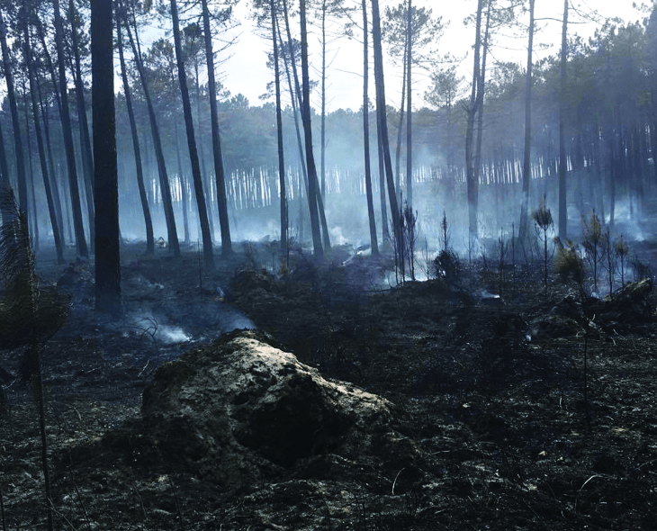 Aga Khan’s foundation gives €100,000 towards post-fire reforestation