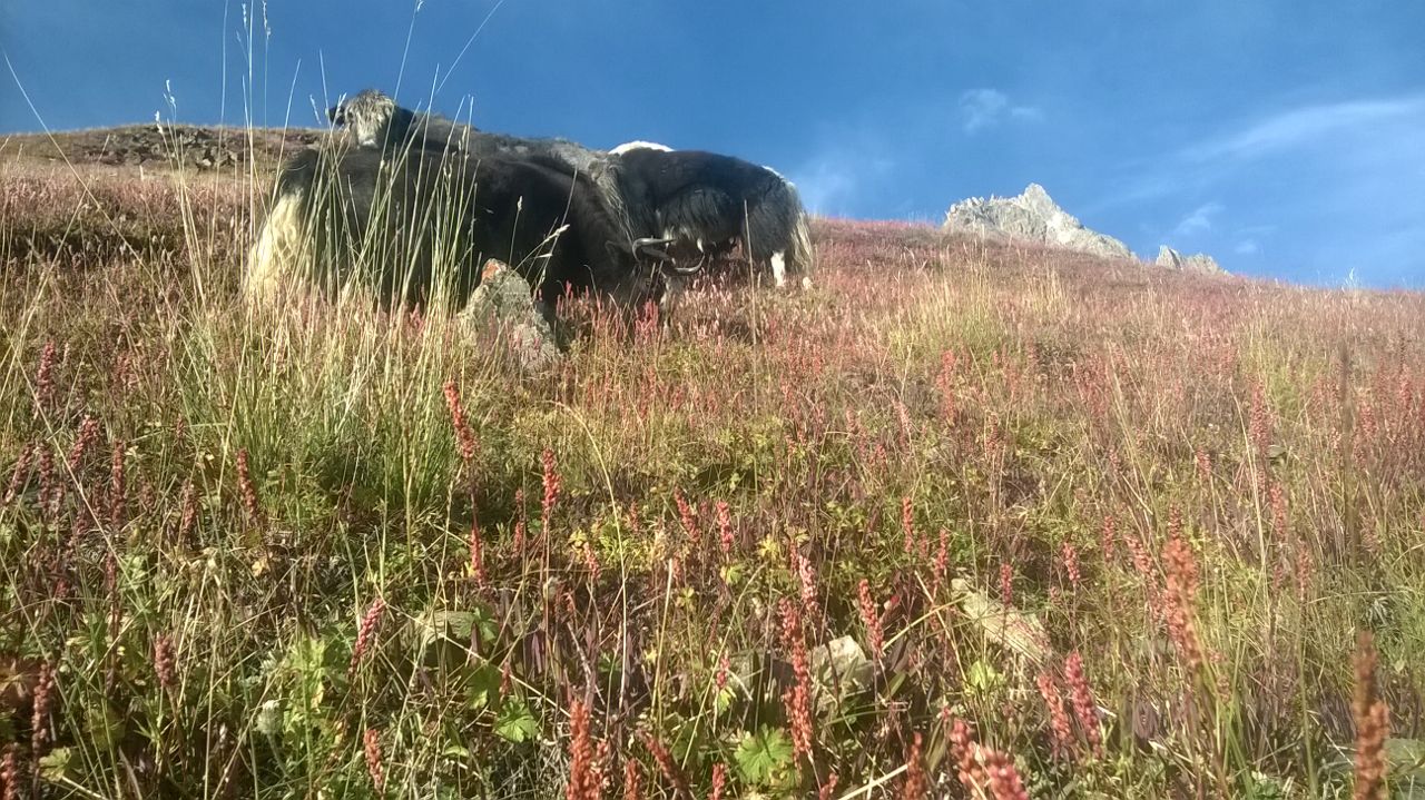 Yak Value Chain - A Ray of Hope for Yak Herders