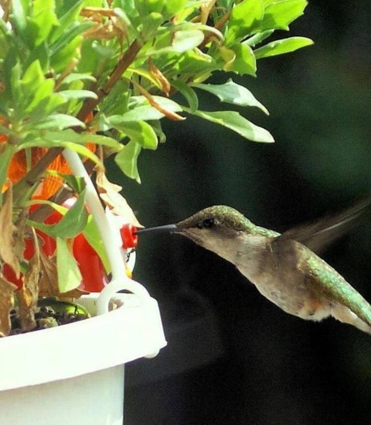 Sultaan's original color photo of humming bird