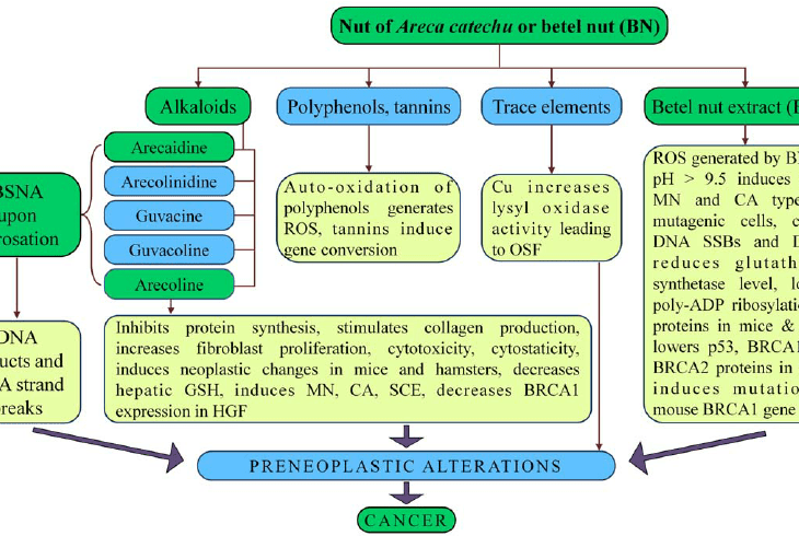 Aga Khan University launches comprehensive study addressing the public health risks posed by paan (betel leaf), niswaar (powdered tobacco snuff) and gutka (tobacco and areca nut)