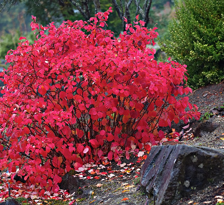 University botanical gardens and arboreta are more than just pretty places