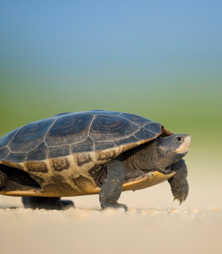 How can I speed up my metabolism?