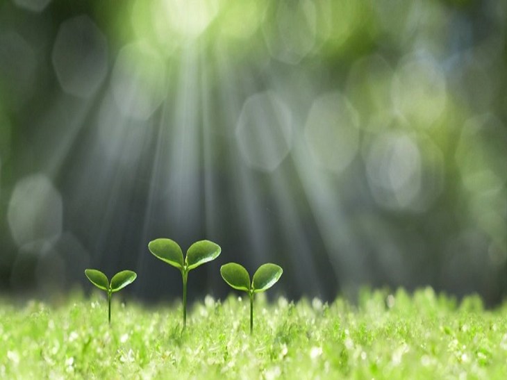 plant-growth-wood-element-1024x512