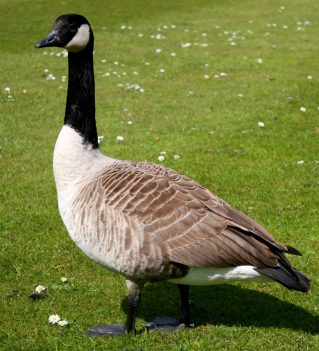 Canada_goose-1454x1600
