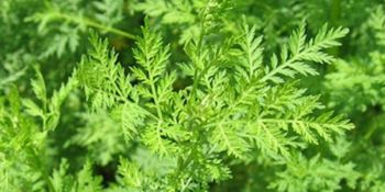 Artemisia is widely studied for its benefits in human and animal health, and its role in environmental sustainability. Image credit: https://infonet-biovision.org/medicinal-plants/artemisia